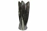 Tall Tower Of Polished Orthoceras (Cephalopod) Fossils #138374-1